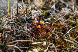 Image of broadsepal saxifrage