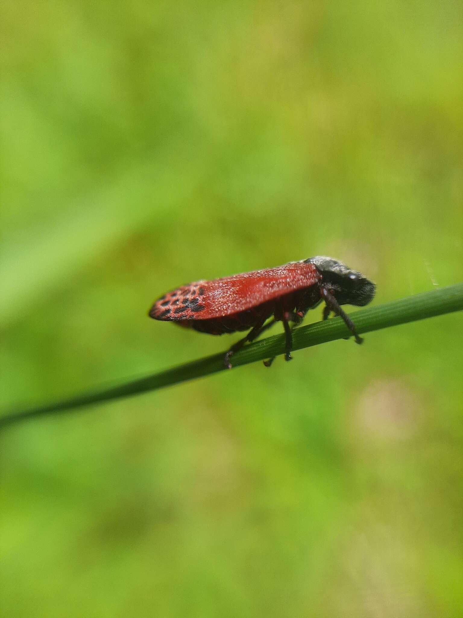 Imagem de Mahanarva (Mahanarva) rubripennis (Schmidt 1922)