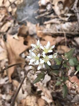 Image of Blue Ridge bittercress