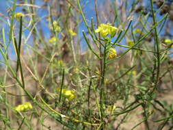 Imagem de Sisymbrium loeselii L.