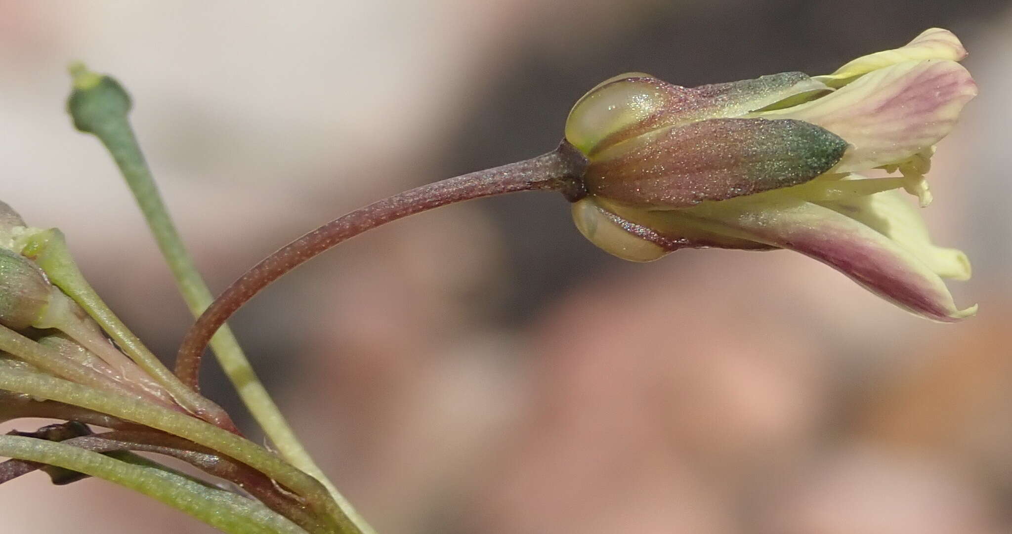 Слика од Heliophila elongata (Thunb.) DC.