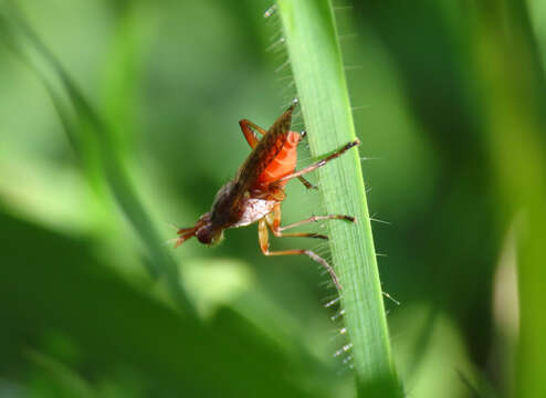 Image of Dichetophora obliterata (Fabricius 1805)