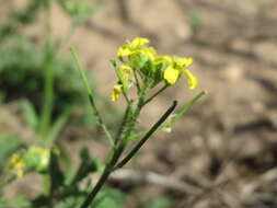 Imagem de Sisymbrium loeselii L.