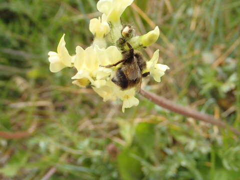 Image of <i>Bombus mckayi</i> Ashmead