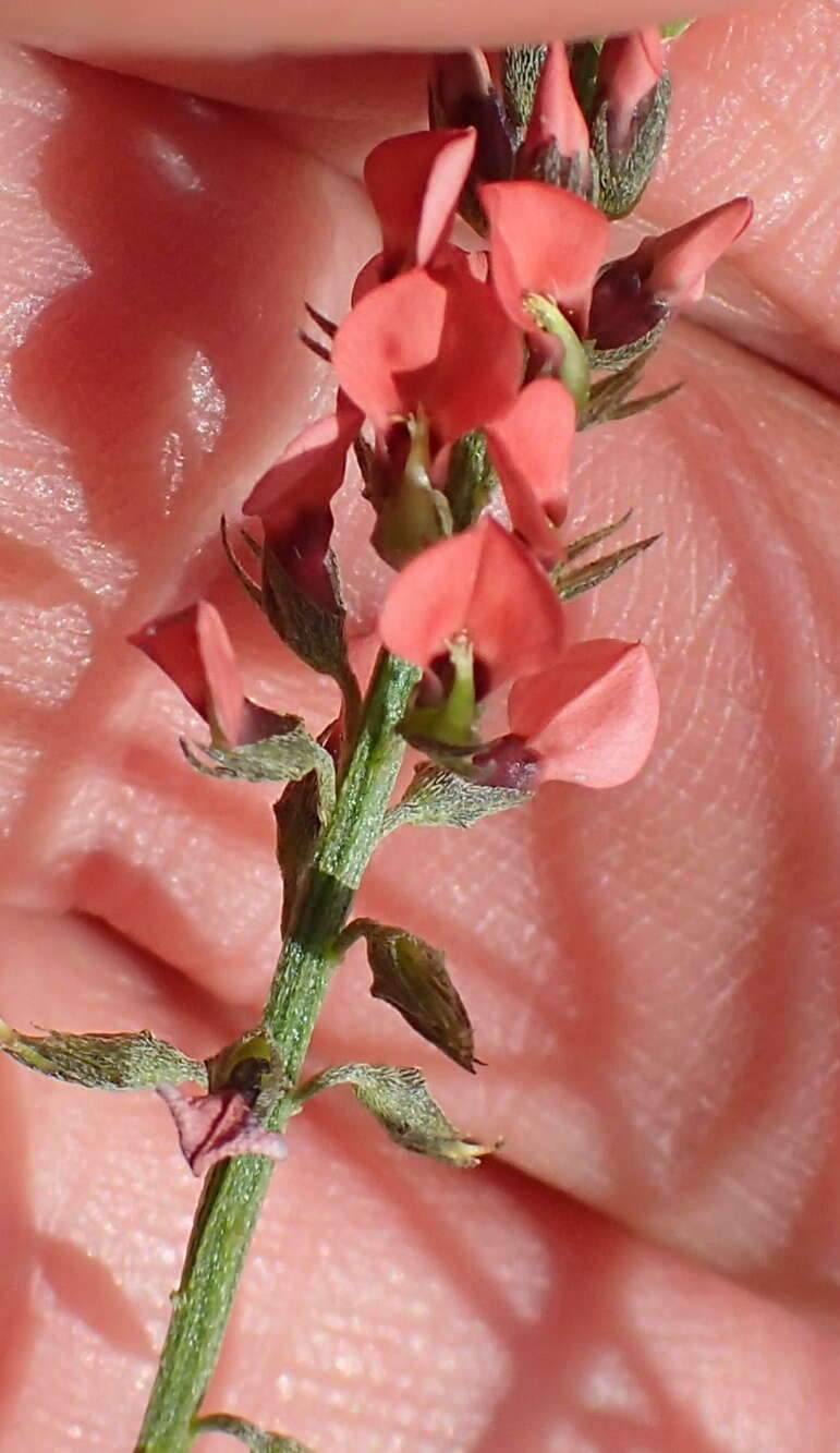 Image of Indigastrum fastigiatum (E. Mey.) Schrire