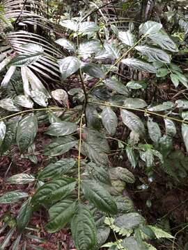 Image of Lasianthus micranthus Hook. fil.