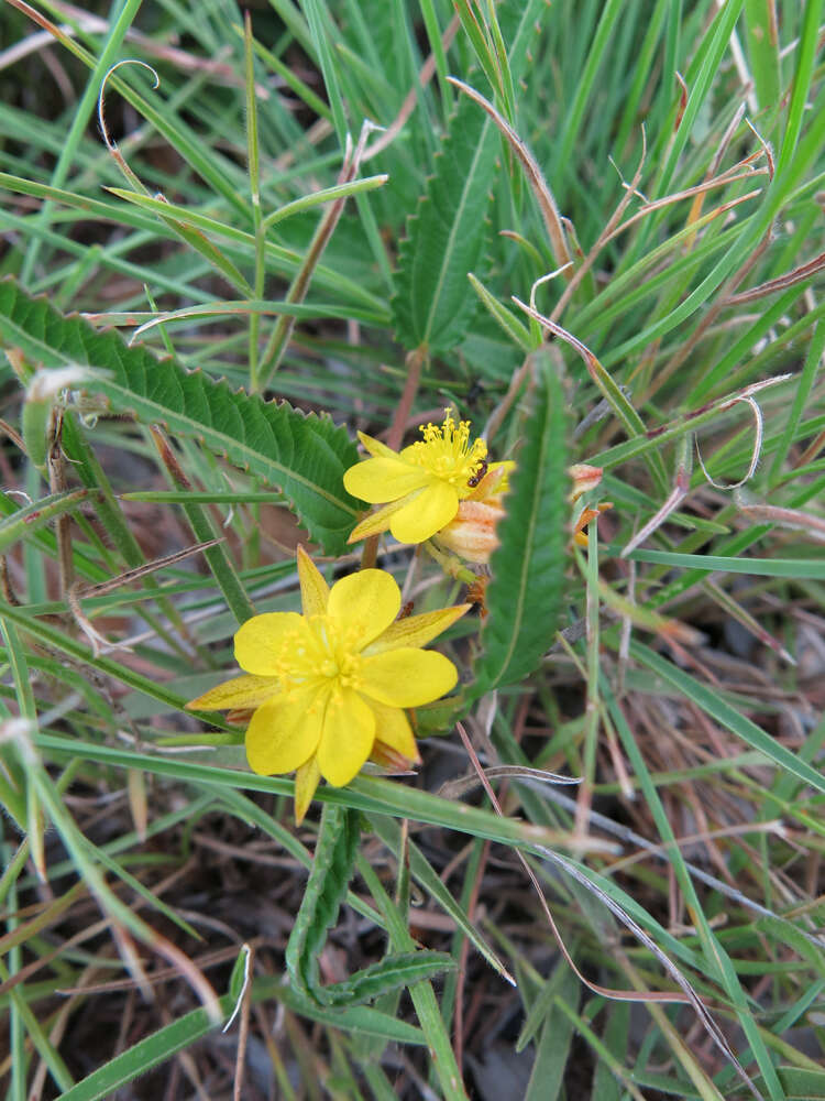 Image of Corchorus confusus Wild