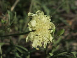 Image of cream pincushions