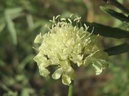 Image of cream pincushions