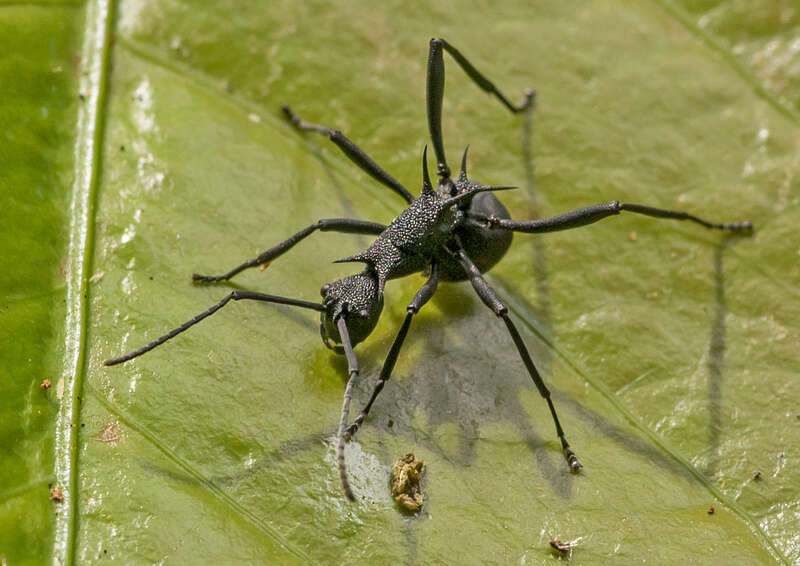 Image of Polyrhachis armata (Le Guillou 1842)