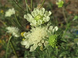 Image of cream pincushions