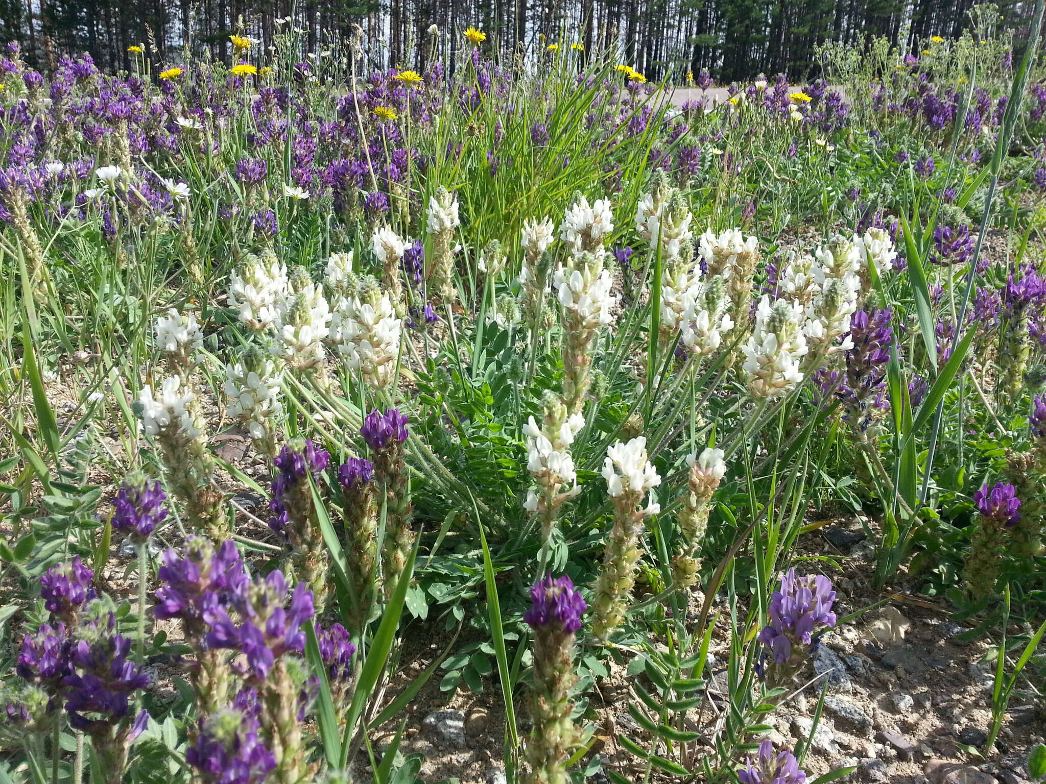 Image of Oxytropis sylvatica (Pall.) DC.