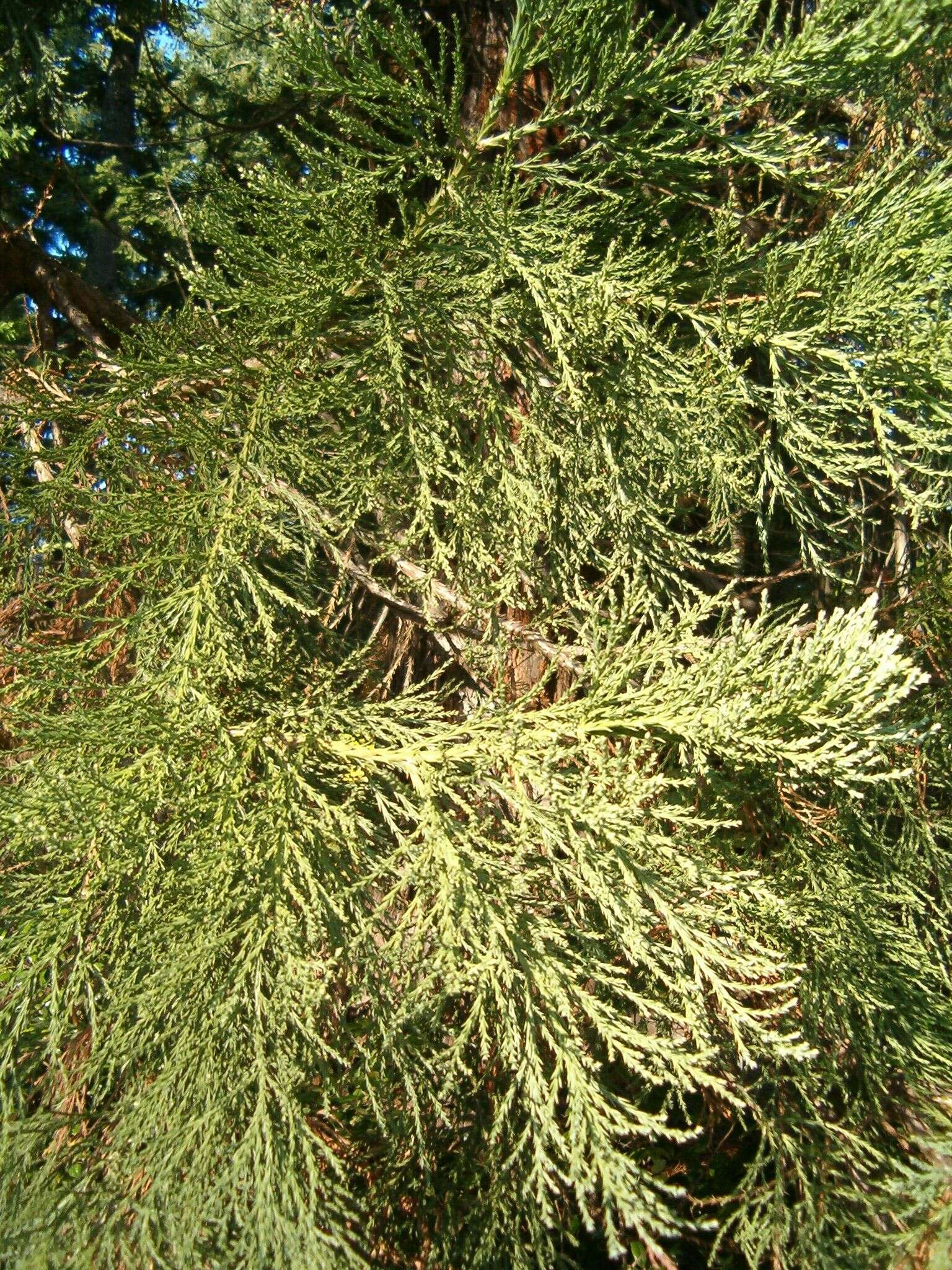 Image of giant sequoia