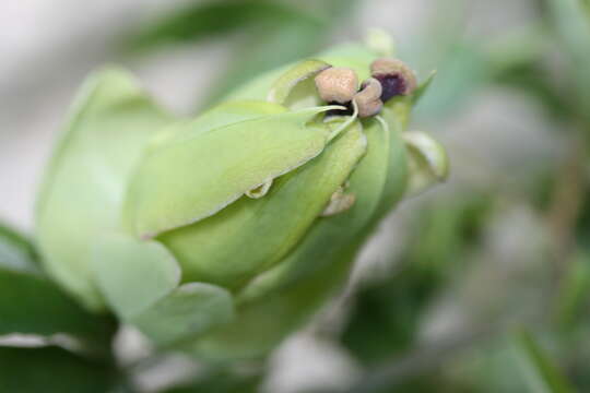 Image of Blue Passion Flower