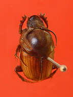 Image of Bull Headed Dung Beetle