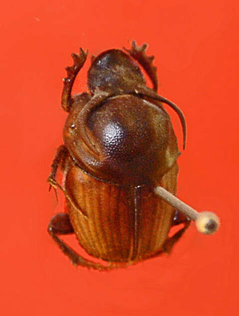 Image de Onthophagus taurus (Schreber 1759)