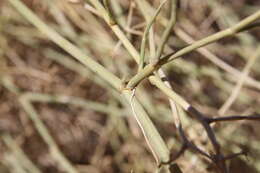 Image of Deverra triradiata Hochst. ex Boiss.
