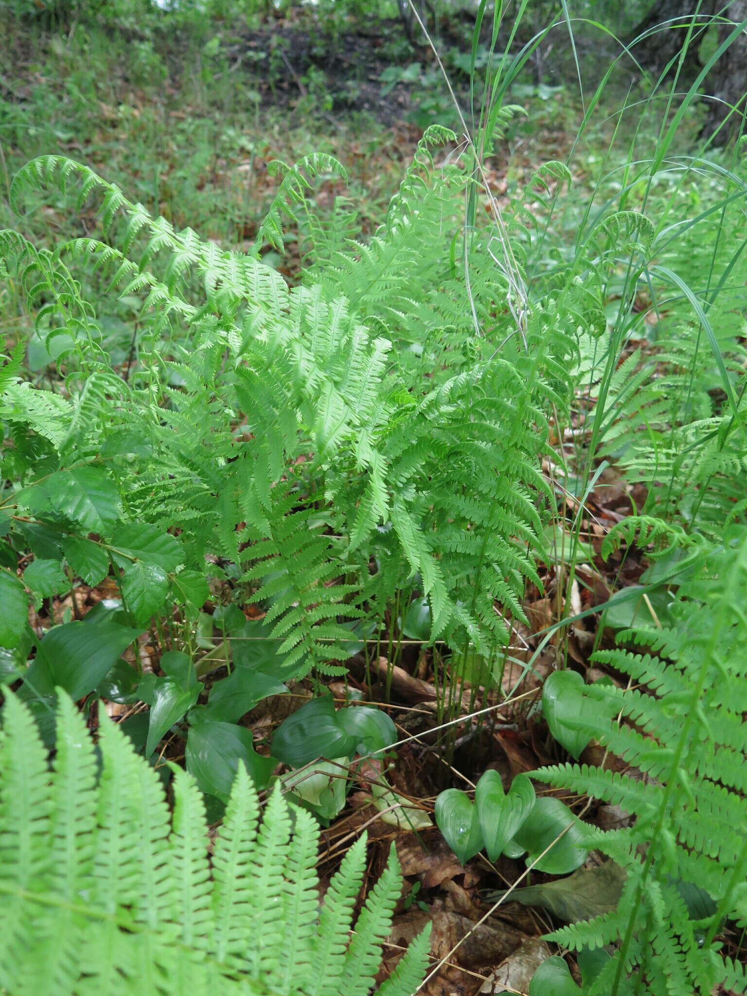 Image of Coryphopteris nipponica (Franch. & Sav.) S. E. Fawc. & A. R. Sm.