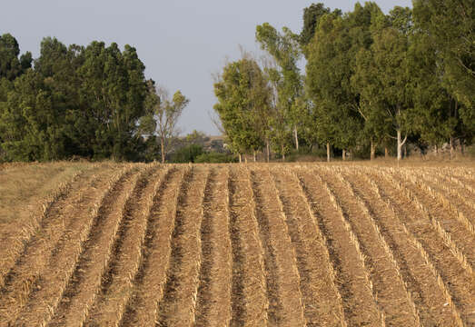 Image of corn