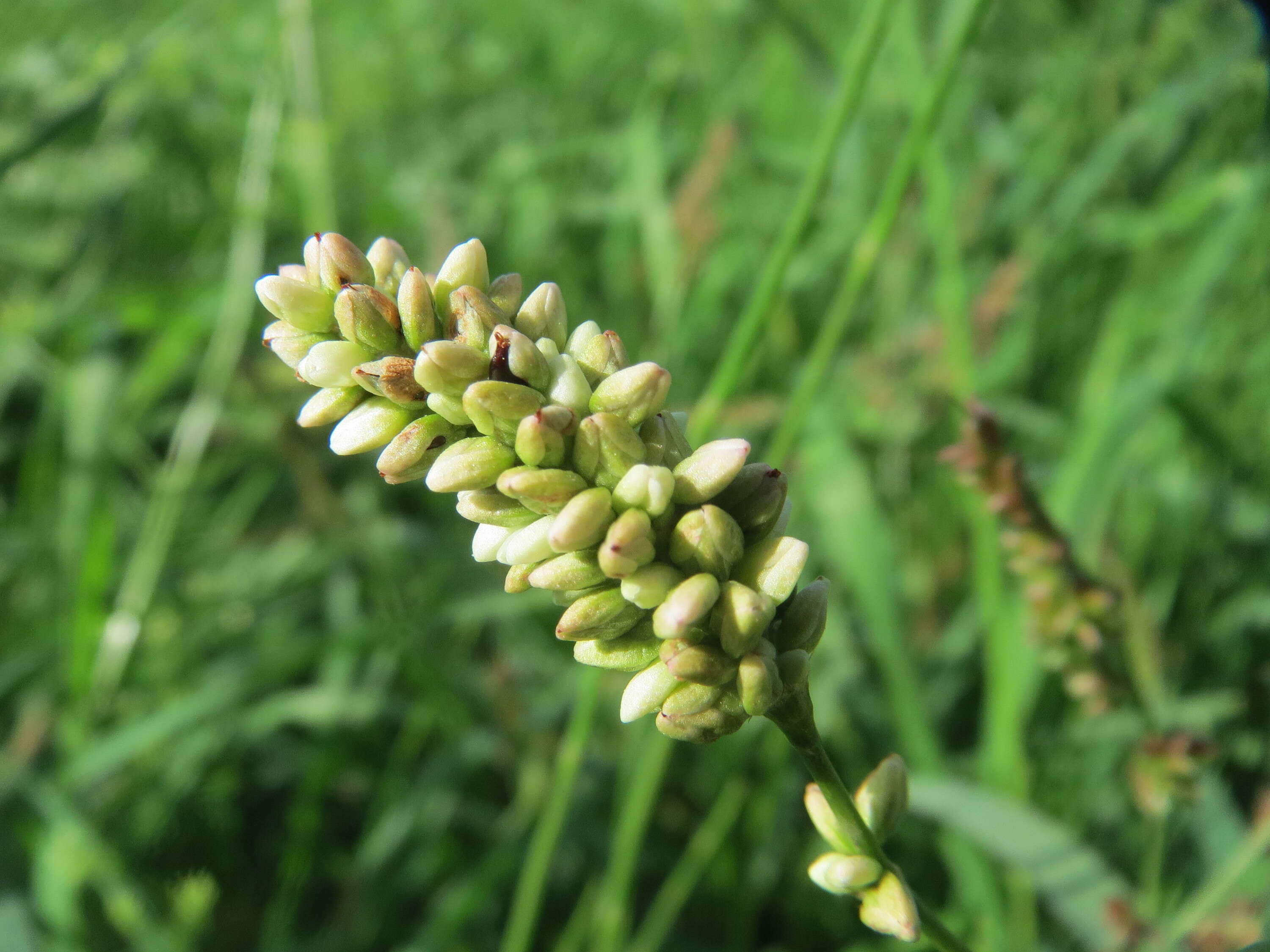 Image of Dock-Leaf Smartweed