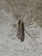 Imagem de Erioptera (Mesocyphona) caliptera Say 1823