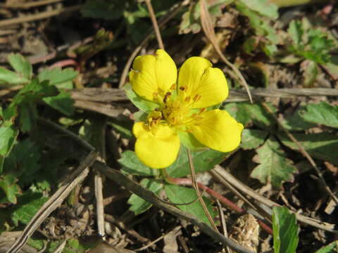 Imagem de Potentilla reptans L.