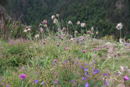 Image of Carduus adpressus C. A. Meyer