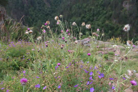 صورة Carduus adpressus C. A. Meyer