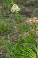Image of Nuttall's deathcamas