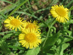 Image of common fleabane