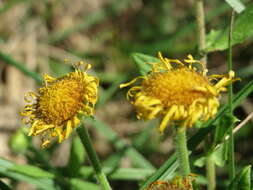 Image of common fleabane