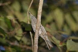 Image of Eungella Honeyeater