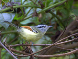 Image of Rufous-winged Antwren