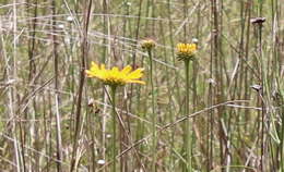 Plancia ëd Balduina uniflora Nutt.