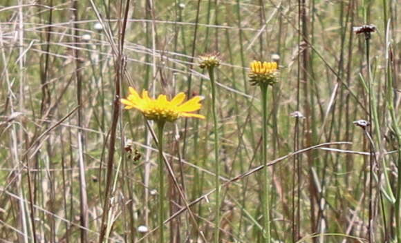 Plancia ëd Balduina uniflora Nutt.