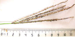 Image of Digitaria natalensis Stent