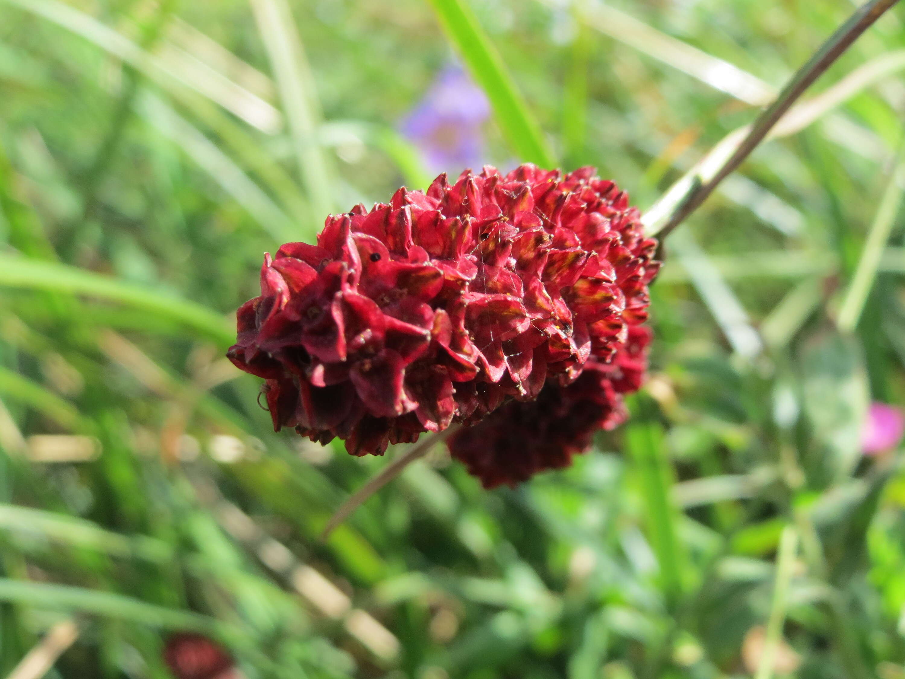 Image de Sanguisorbe officinale