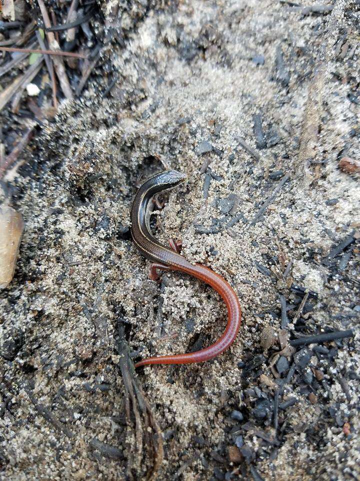 Plancia ëd Plestiodon egregius similis Mcconkey 1957