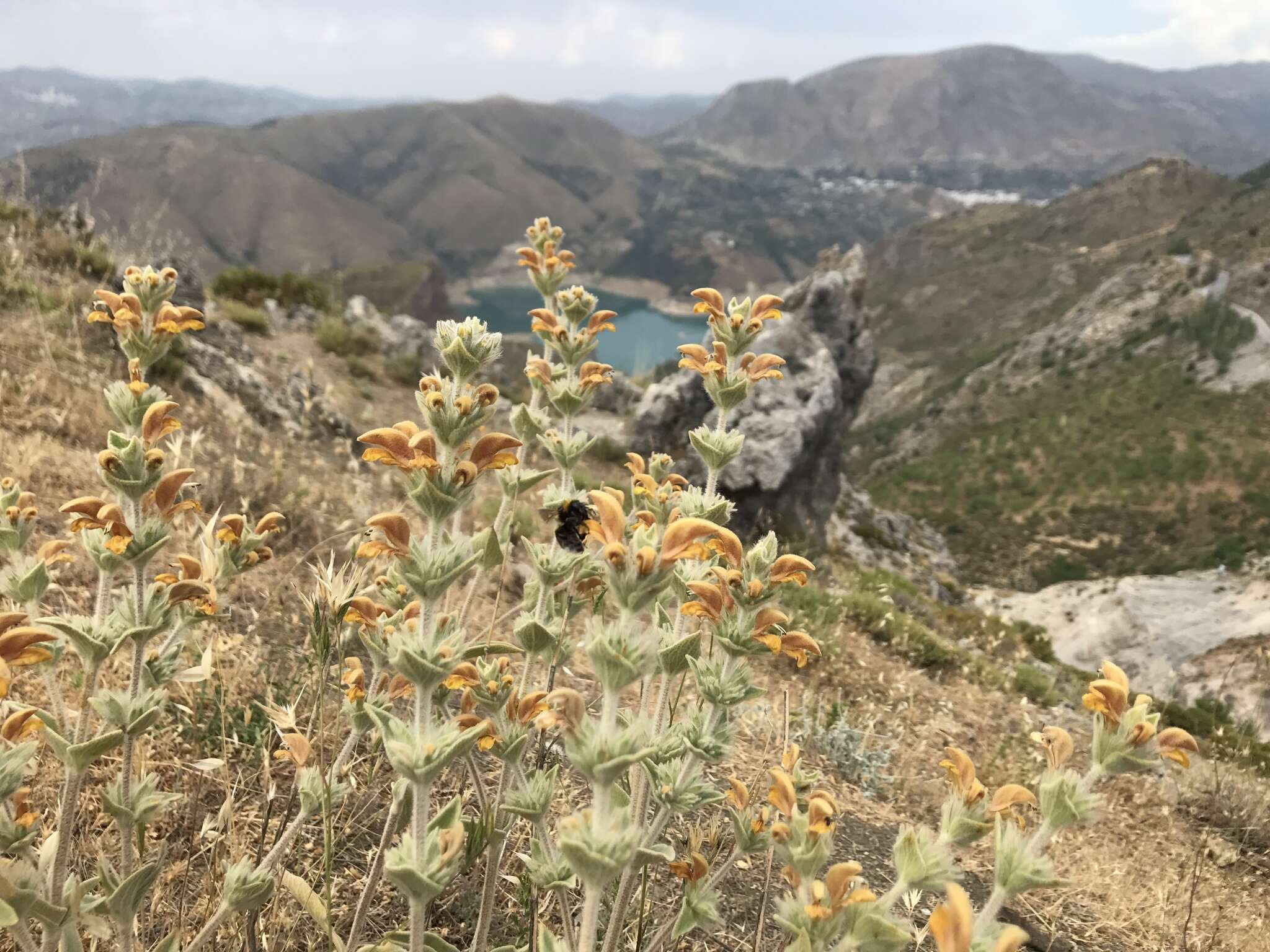 Image of Phlomis crinita Cav.