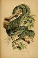 Image de Tropidolaemus subannulatus (Gray 1842)