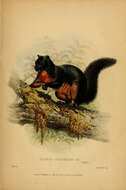 Image of Prevost's Squirrel