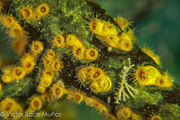 Image of golden zoanthid