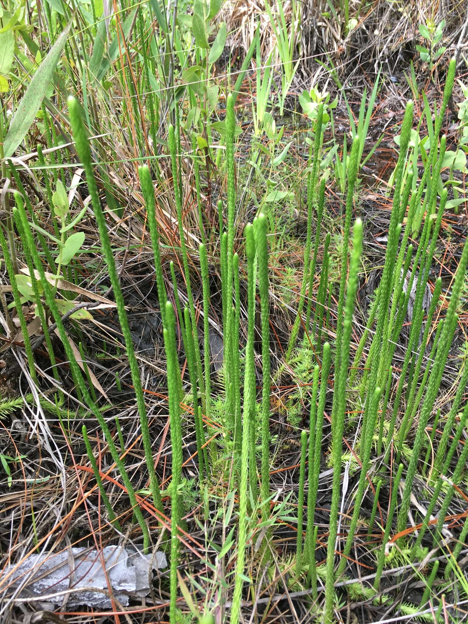 Image of southern bog clubmoss