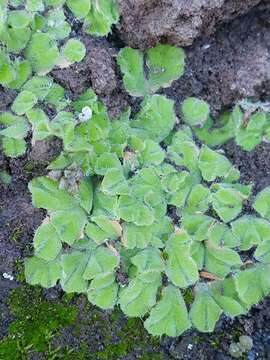 Image of Riccia gougetiana Durieu & Mont.