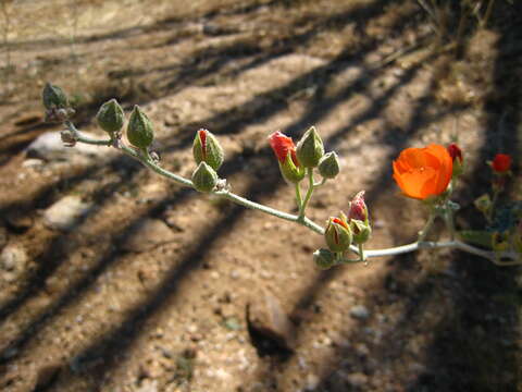 Image of desert globemallow