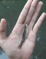 Image of Barred loach