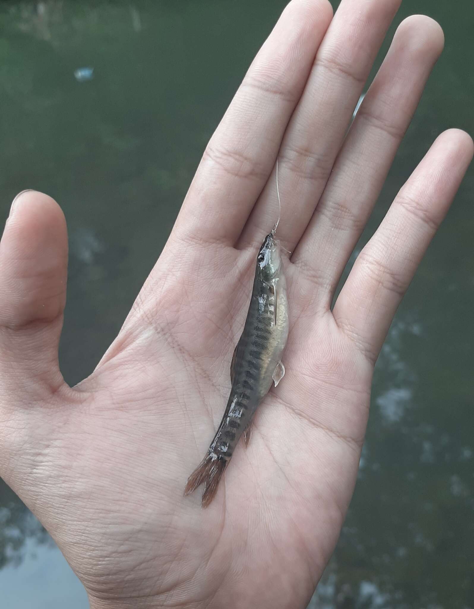 Image of Barred loach