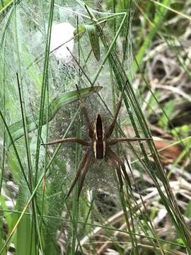 Plancia ëd Pisaurina brevipes (Emerton 1911)