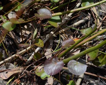 Слика од Ornduffia albiflora (F. Müll.) Tippery & Les