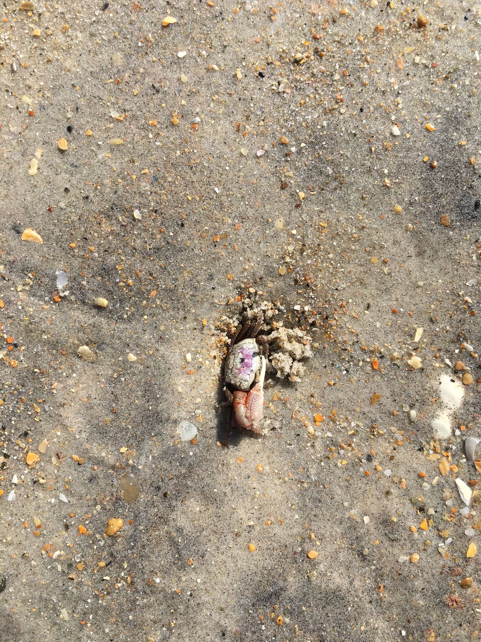 Image of Atlantic sand fiddler